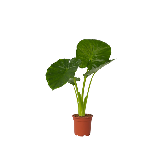Oreja De Elefante - Alocasia 'odora' - Altura 55-75cm - ⌀17cm_0
