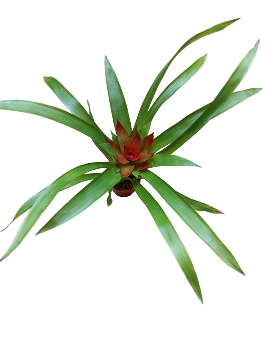 Guzmania Mini Flor Naranja Planta Bromelia Ø5 Cm_0