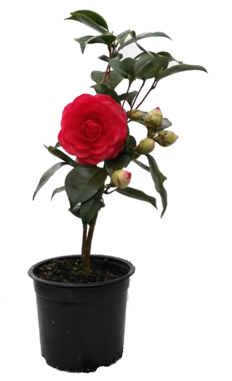 Camellia Roja Eugenia De Montijo_0