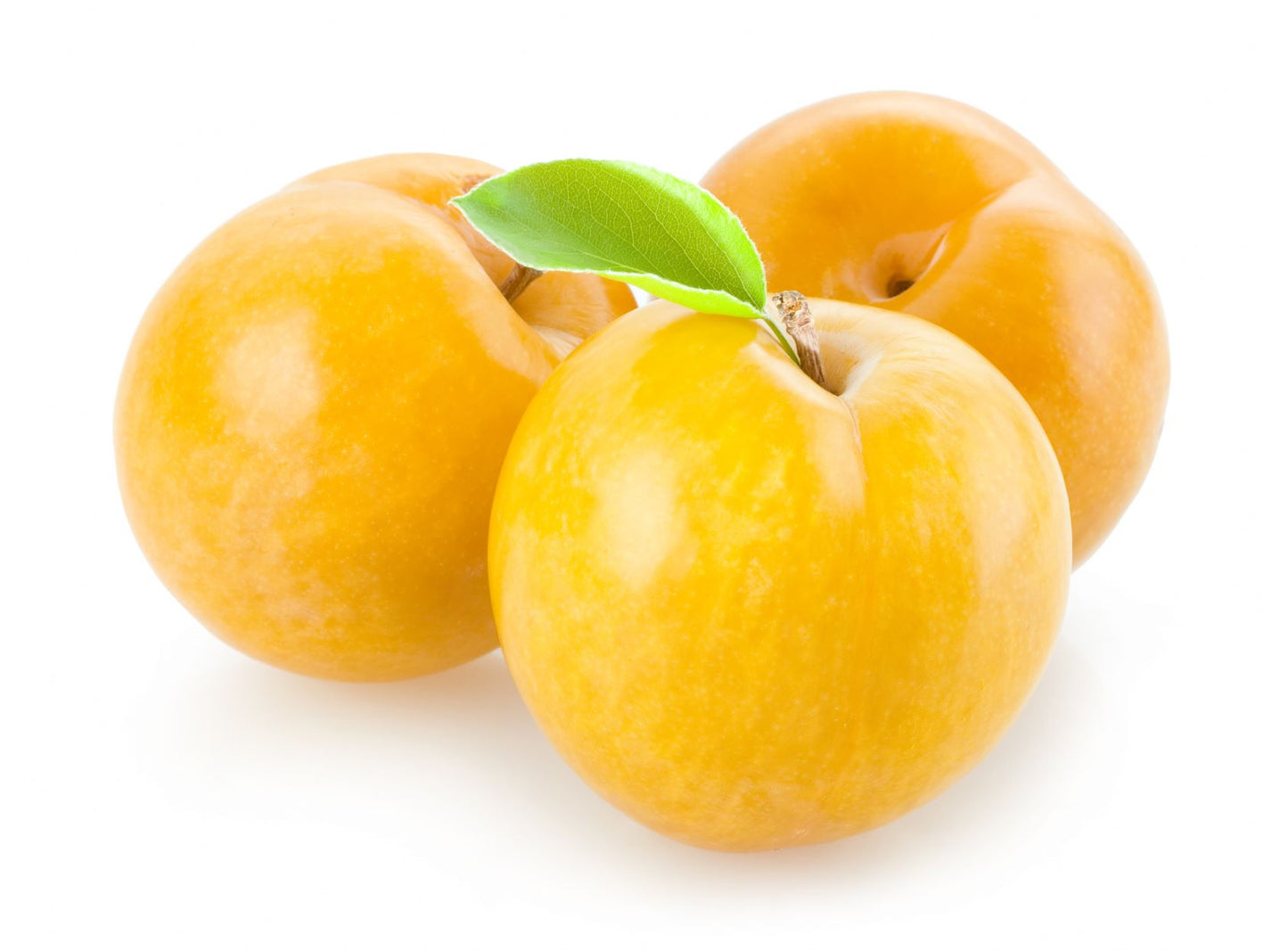 Frutal Ciruelo Golden Japan - Planta Natural - Maceta 26cm. - Altura Aprox. 120/150_1