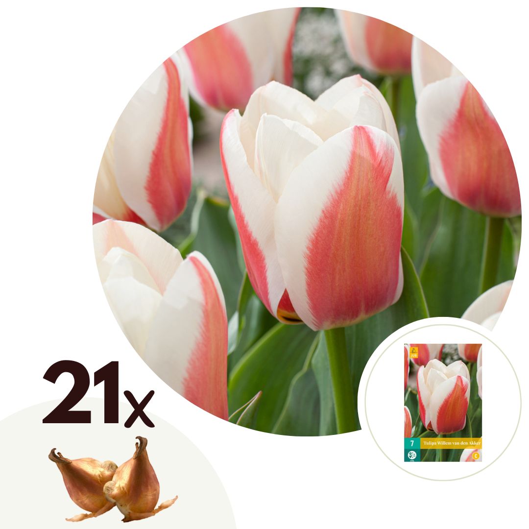 Bulbos De Tulipán - 21 Pzs - Tulipa 'willem Vd Akker' - Bulbos De Flores - Rosa_0