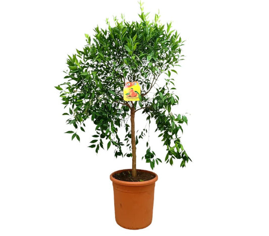 Mandarino Tardio M35 120-150cm_0