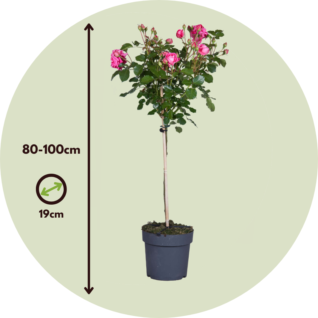 Rosa De Tallo - 2 Pzs - Rosa Palace 'topkapi' - Altura 80-100cm - ⌀19cm_2