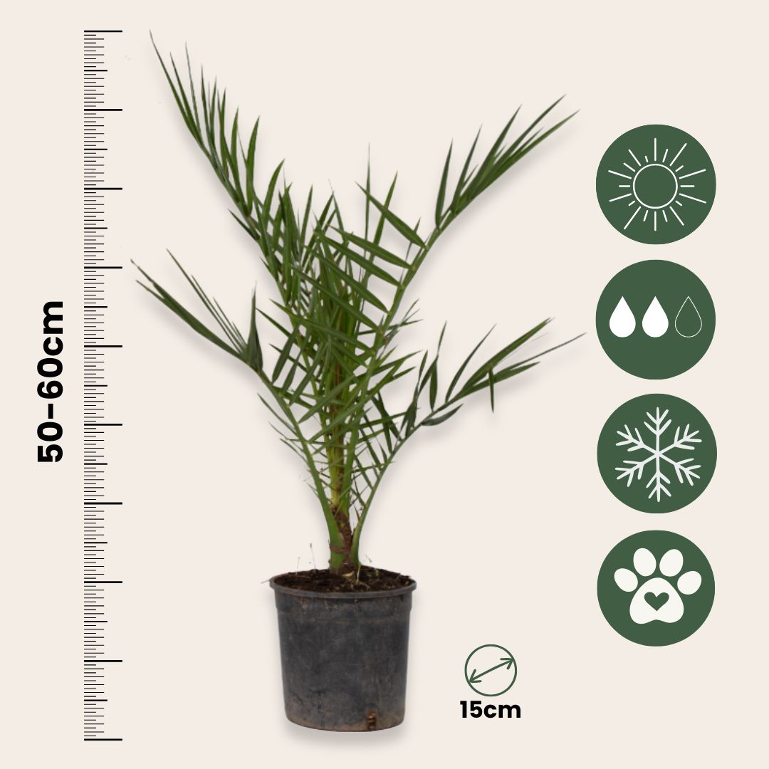 Palmera Canaria - 2 Pzs - Phoenix Canariensis - Altura 50-60cm - ⌀15cm_2