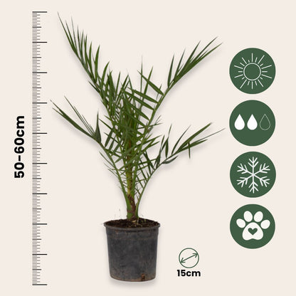 Palmera Canaria - 4 Pzs - Phoenix Canariensis - Altura 50-60cm - ⌀15cm_2