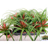 Planta De Interior Tillandsia Flabellata Ø9