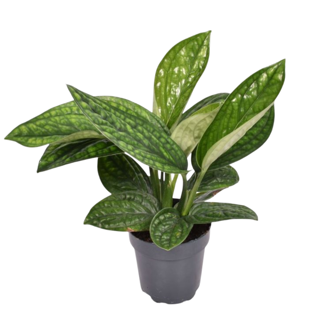 Epipremnum Marble Planet Pothos Planta De Interior Ø12 Colgante_0