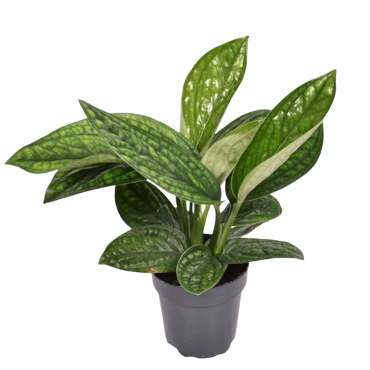 Epipremnum Marble Planet Pothos Planta De Interior Ø12 Colgante_0