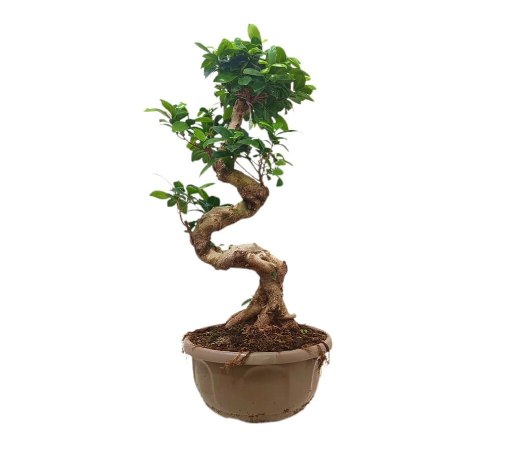 Bonsai Ficus Shape T30 60cm_0