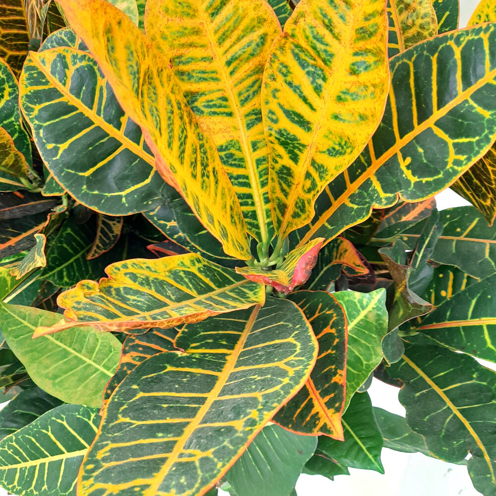Croton Petra Ramificado M27 90-100cm_1
