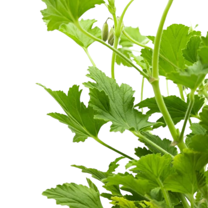 2 x Plantas Geranio Limón Maceta De Ø 15 - Repele Los Mosquitos - Planta Citronela_1