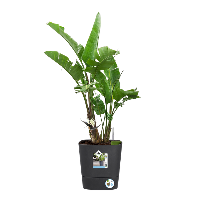 Greensense Aquacare Square Elho vaso auto-irrigável 30 cm cinzento carvão