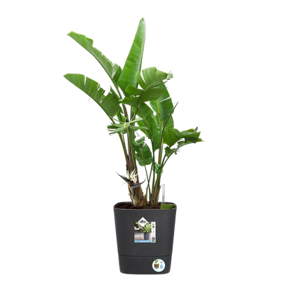 Greensense Aquacare Square Elho vaso auto-irrigável 30 cm cinzento carvão