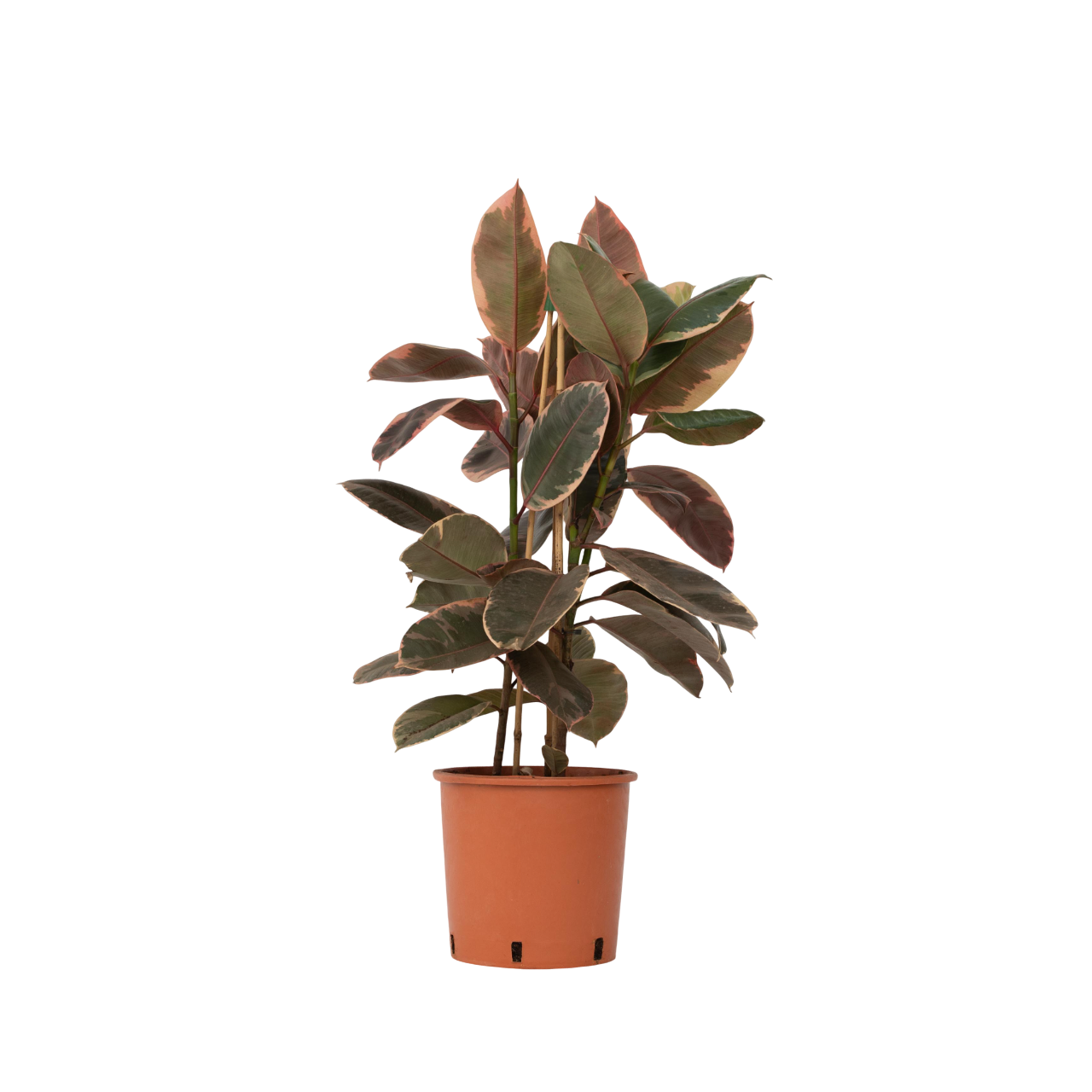 Higuera Cauchera - Ficus Elastica 'belize' - Altura 75-100cm - ⌀24cm_0