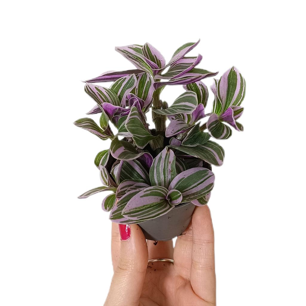 Tradescantia Sweetress M6_0