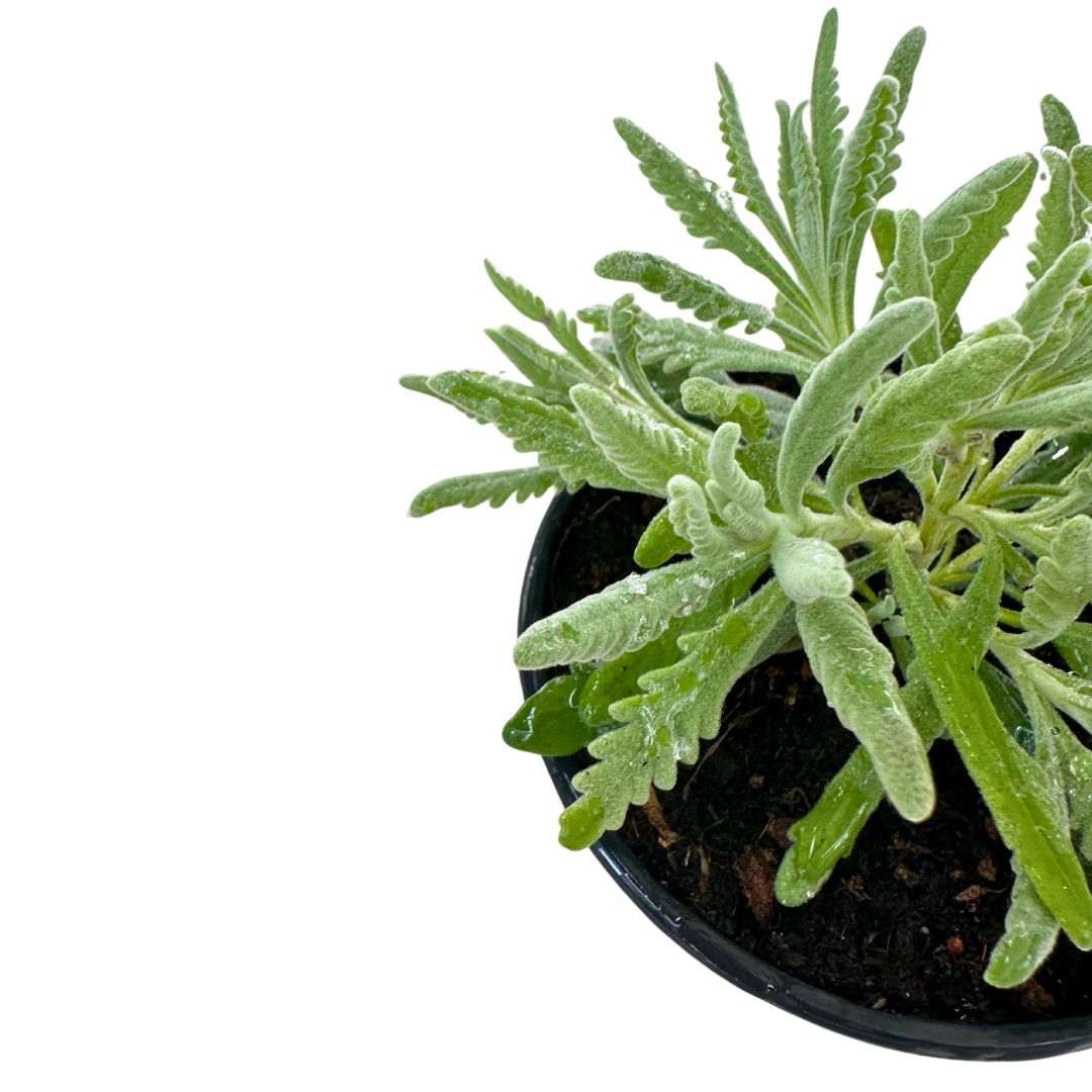 Lavanda Officinalis Planta Ornamental Para Jardines Y Macetas Maceta 23cm_1