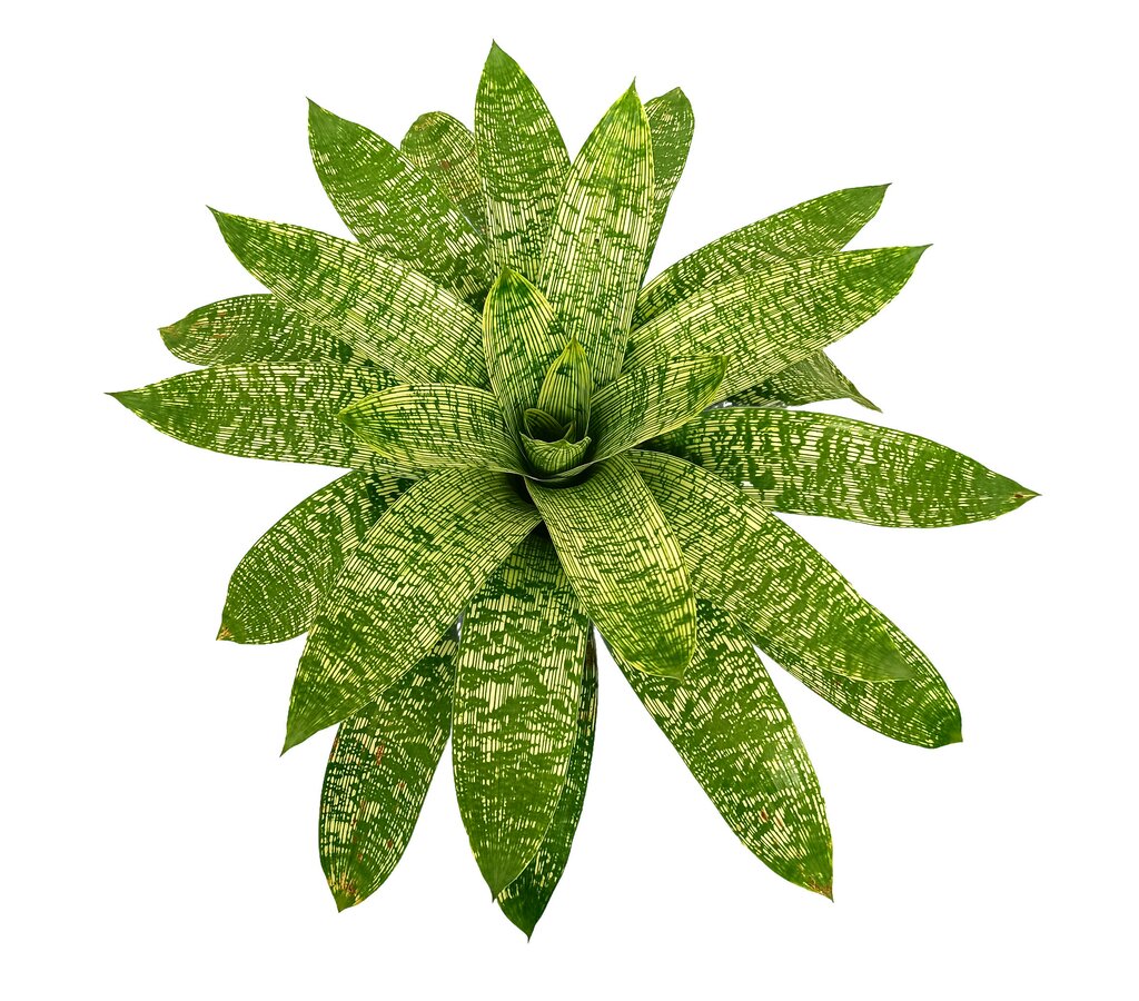 Bromelia Salvaje M19 35cm_1