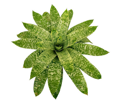 Bromelia Salvaje M19 35cm_1