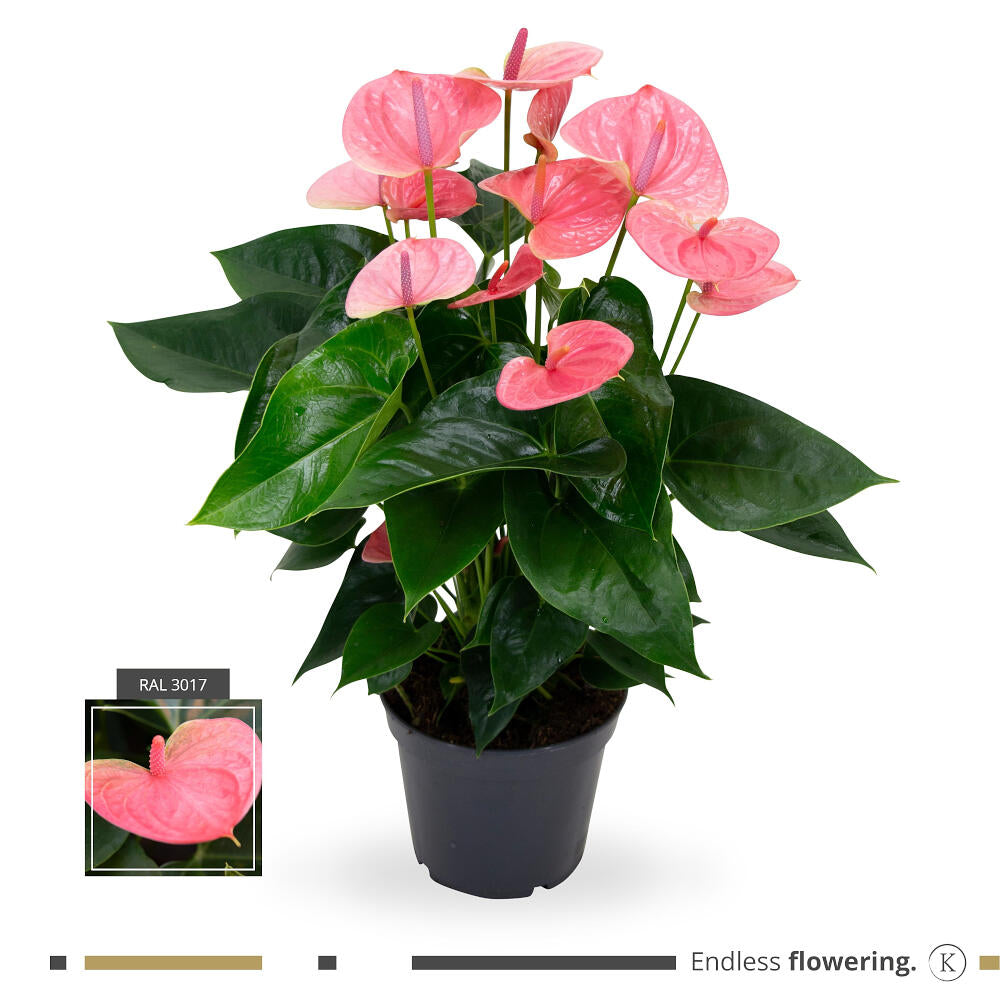 Anthurium Andreanum Rosa M17 65cm_0