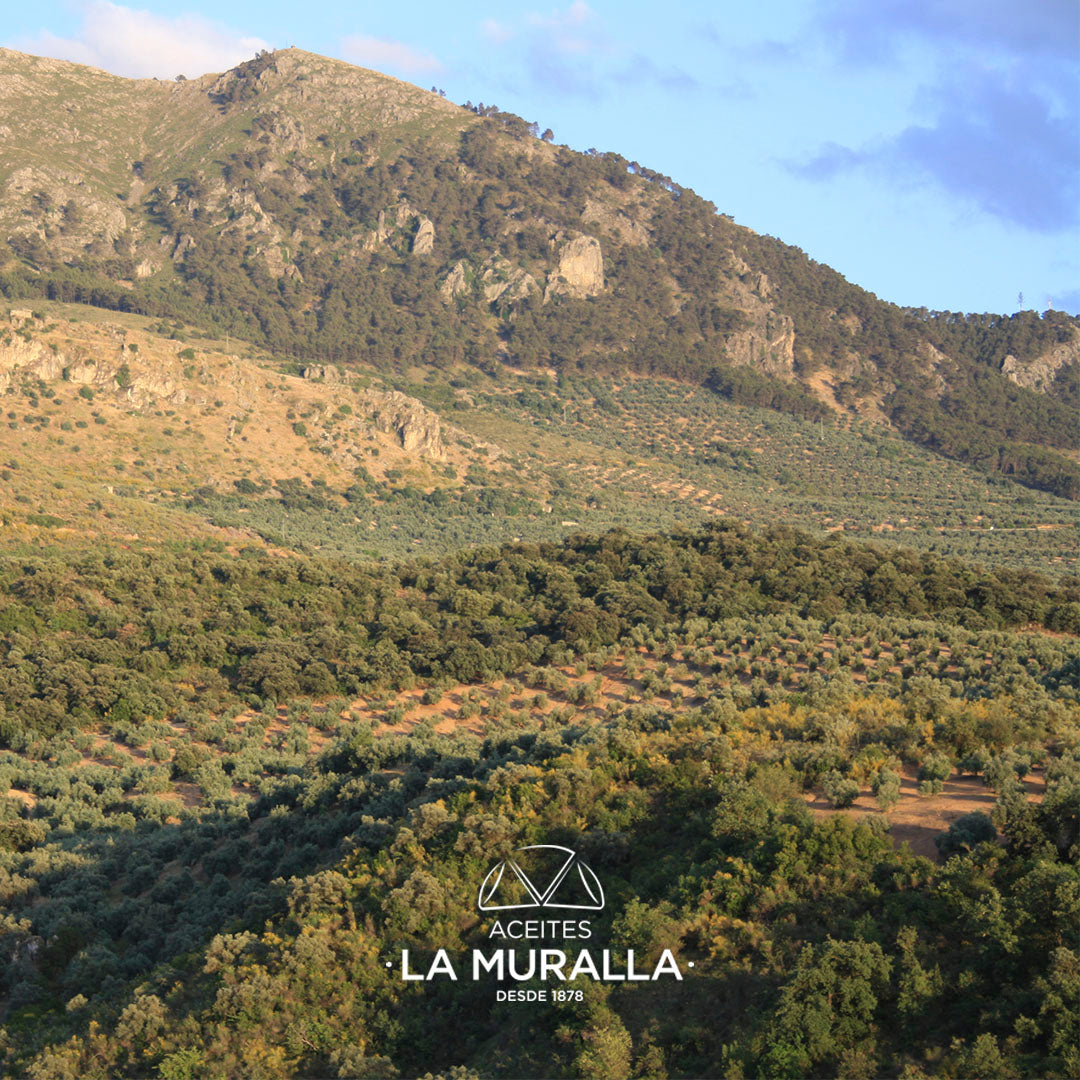 Cortijo La Muralla | Aceite De Oliva Virgen Extra | Variedad Arbequina | Botella 2 L_4