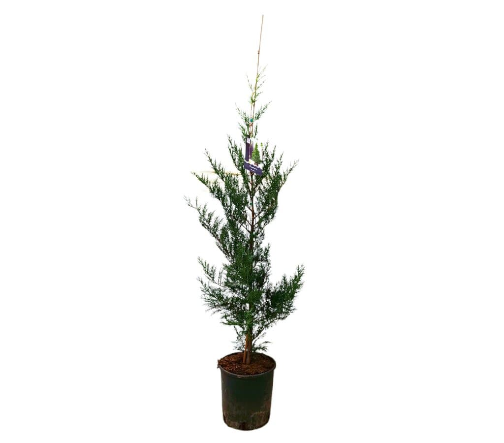 Cupressus Leylandii 150/175cm M25_0