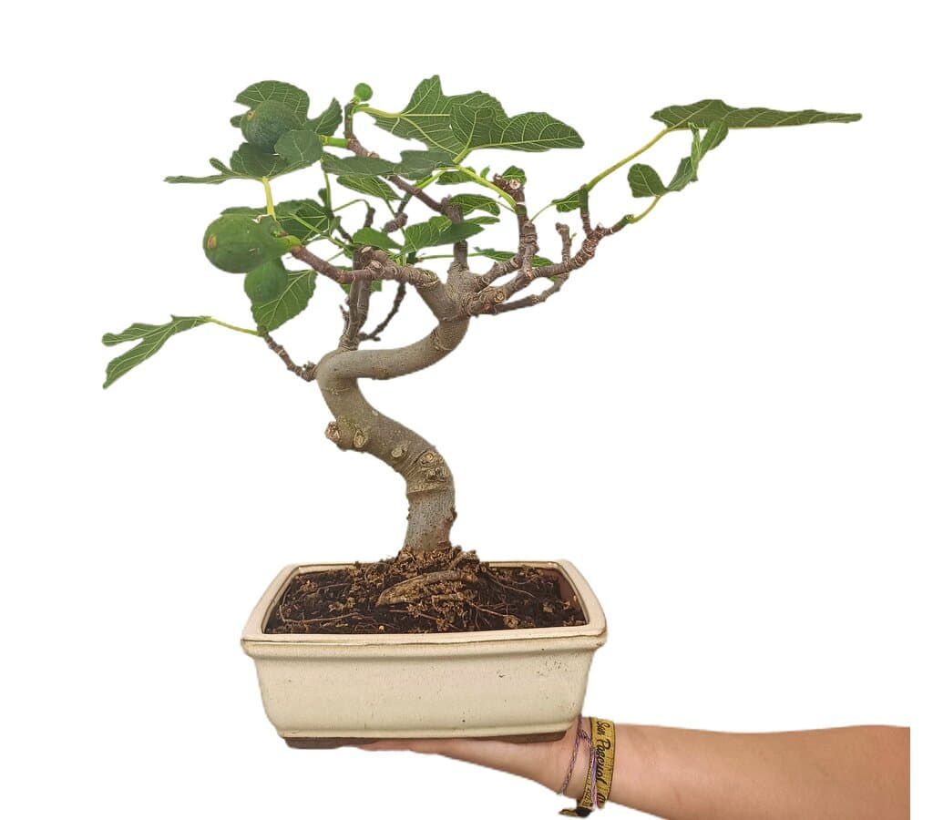 Bonsái Higuera 12 Años (ficus Carica)_0