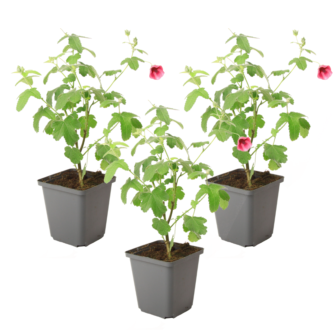 Malva Del Cabo - 3 Pzs - Anisodontea Capensis 'el Rayo' - Altura 25-40cm - ⌀9cm_0