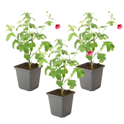 Malva Del Cabo - 3 Pzs - Anisodontea Capensis 'el Rayo' - Altura 25-40cm - ⌀9cm_0