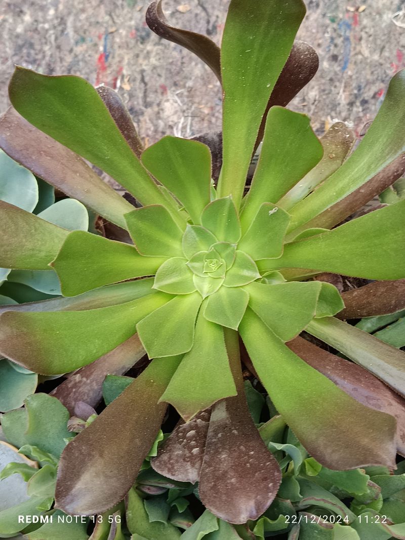 Cactus Y Suculenta Planta Grande Ø13 ☼ Ref008_0