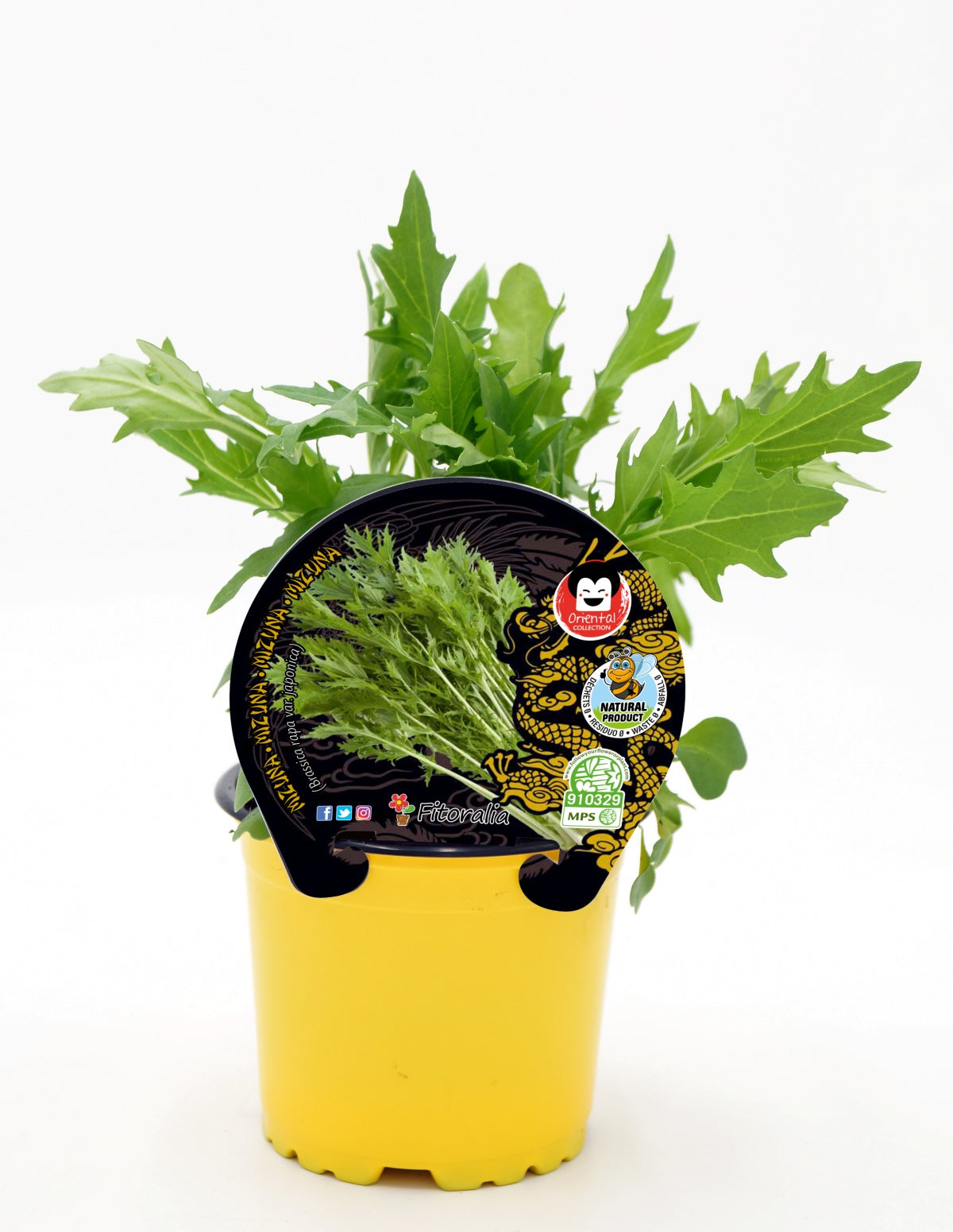 Plantón Mizuna Natural En Maceta 10,5 Cm. - Fitoralia_0