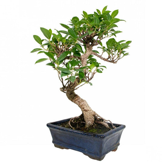Bonsai Ficus retusa 8 anos