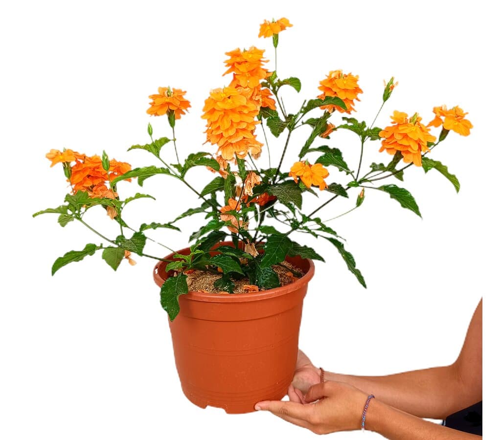 Crossandra Fortuna M22_0