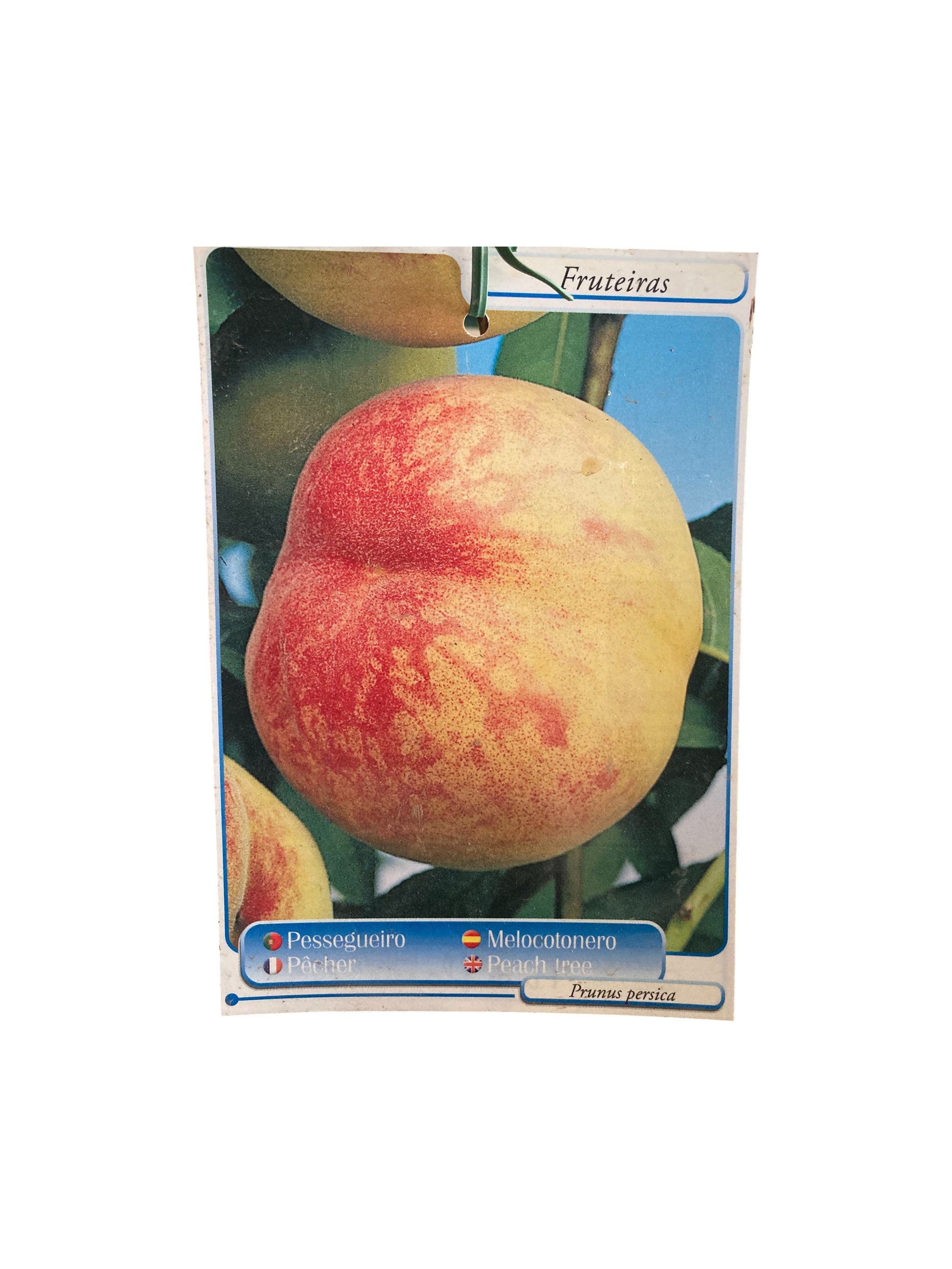 Frutal Melocotón Amarillo Cepellón 130 CM_1