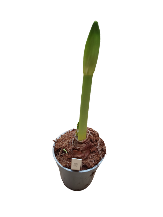 Amaryllis Surtidos Bulbos De Interior Diferentes Colores_0