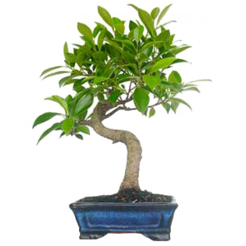 Bonsai Ficus retusa 6 anos