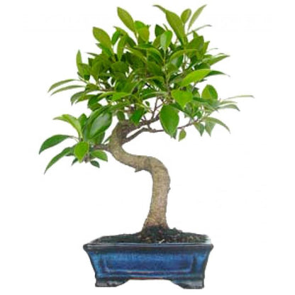 Bonsai Ficus retusa 6 anos