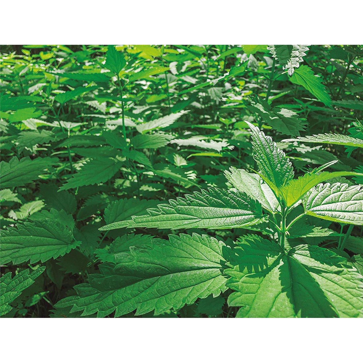 Purín De Ortiga Ecológico Cultivers