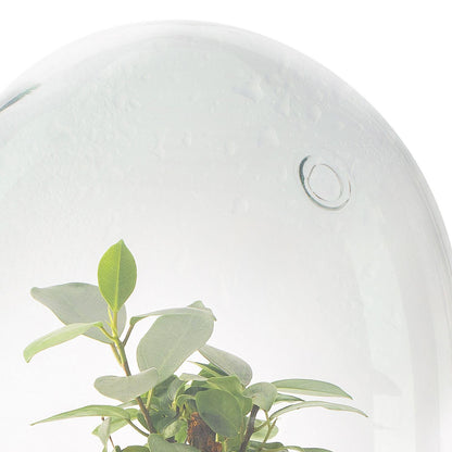 Terrário Madagascar Hole Ficus Retusa Ø19 x 30 cm