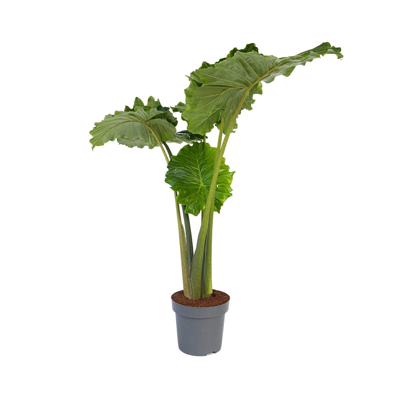 Oreja De Elefante - Alocasia 'portodora' - Altura 110-120cm - ⌀32cm_0