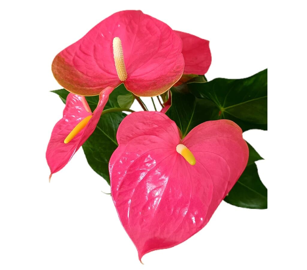 Anthurium Colorado M17_1