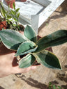 Agave Gypsophila Ivory Suculenta 8 Cm