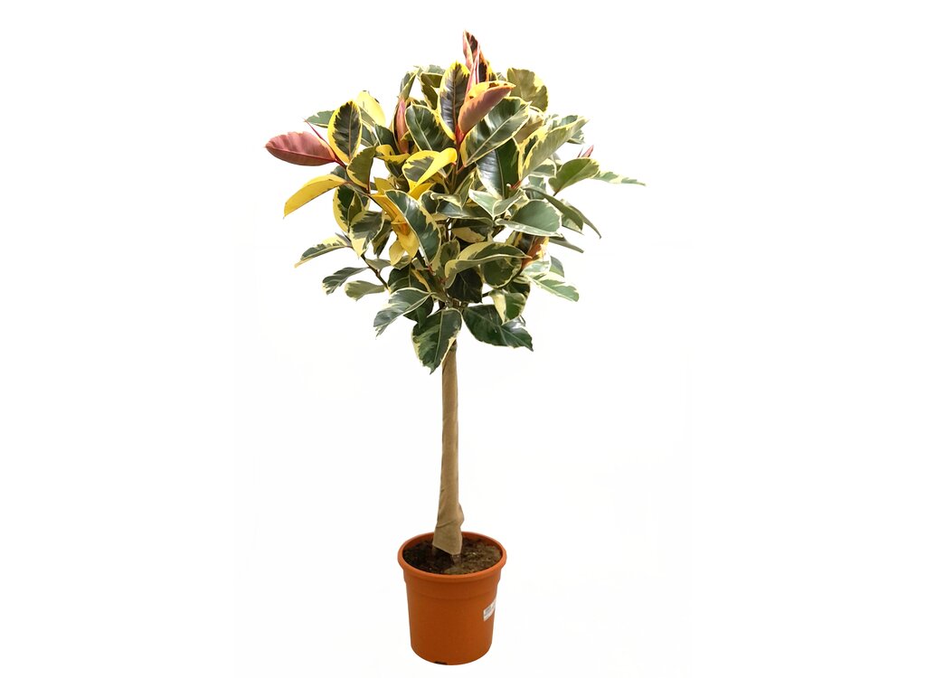 Ficus Elastica Tineke M27 100cm_0