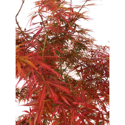 Acer Palmatum M27 130cm_2
