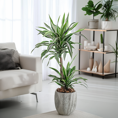 Drácena - 2 Pzs - Dracaena Deremensis 'white Stripe' - Altura 60-70cm - ⌀17cm_1