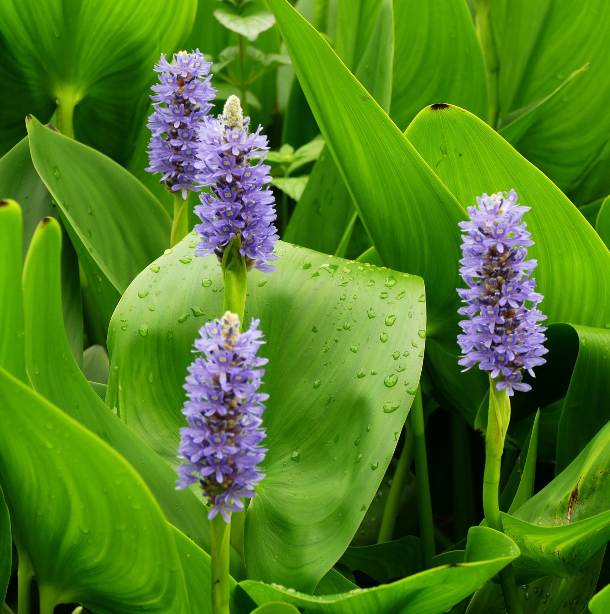 Pontederia Planta Estanque - Resistente - Biológica_1