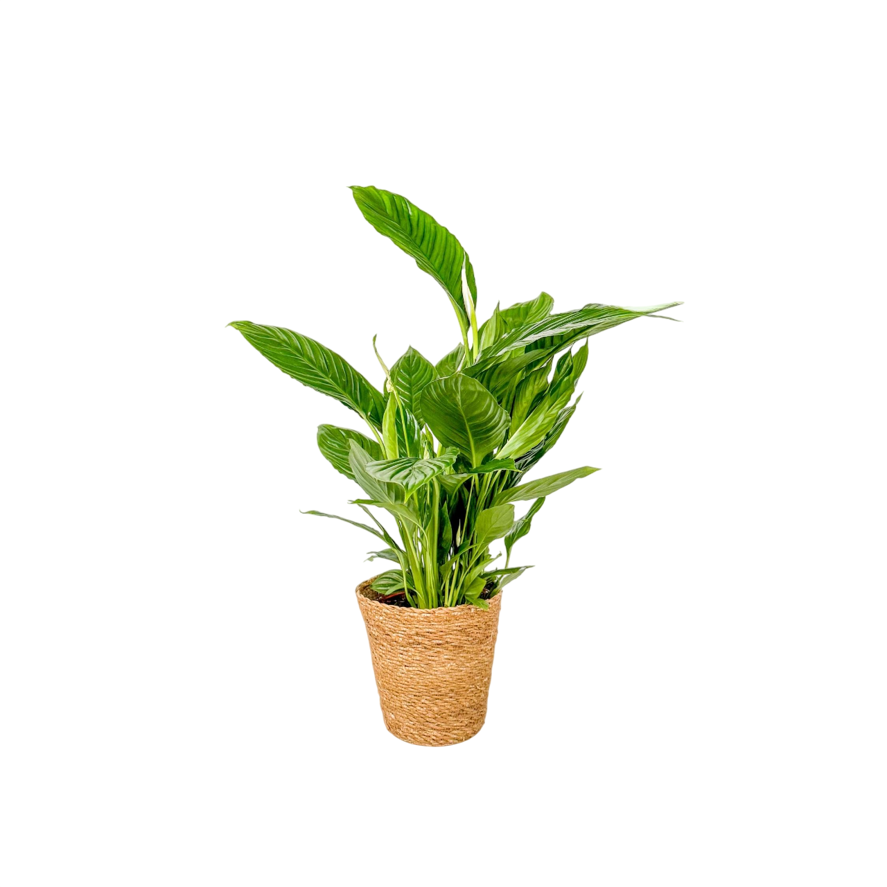 Lirio De Paz Espatifilo - Spathiphyllum 'lima' - Incluye Cesta - 60-75cm - ⌀17cm_0