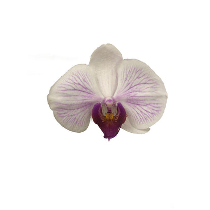 Orquidea Phalaenopsis Denver 2/3 Tallos M12 70cm_1