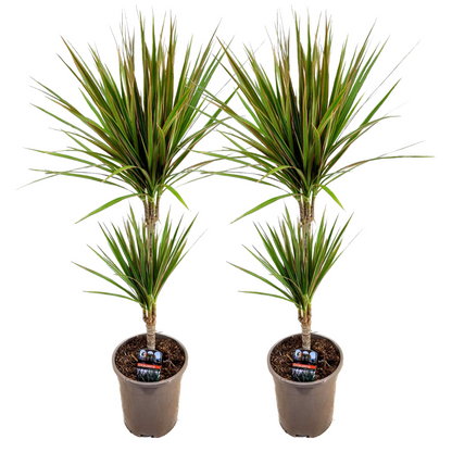 Drácena - 2 Pzs - Dracaena Marginata 'bicolor' - Altura 70-80cm - ⌀17cm_0