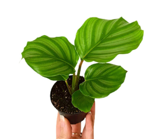 Calathea Orbifolia M7_0