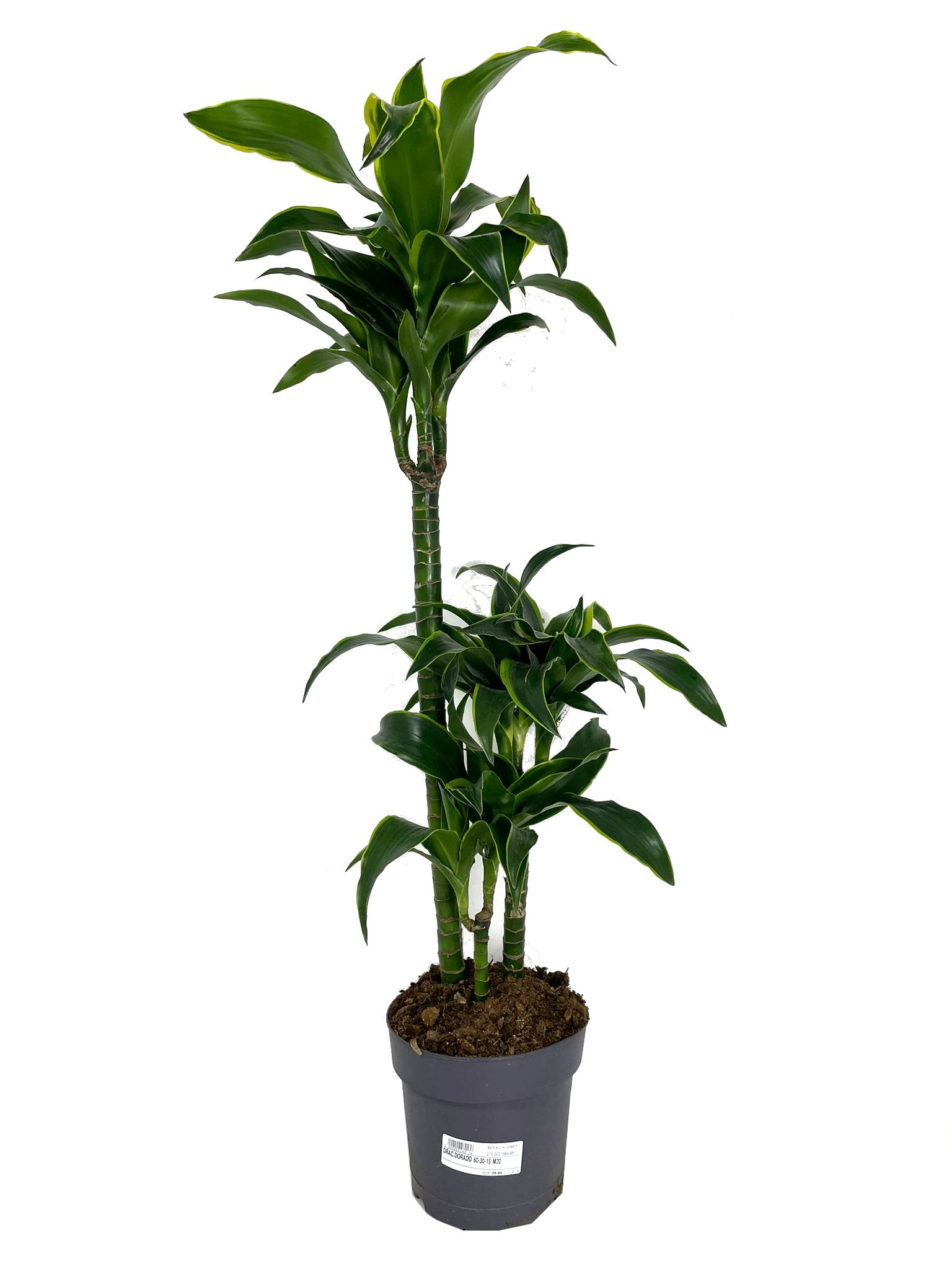Dracena Dorado 3 Troncos 60-30-15 M20 60cm_0
